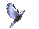 pajaro.gif (38556 bytes)